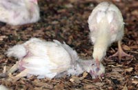 В Приморье идёт поголовная прививка птиц от гриппа