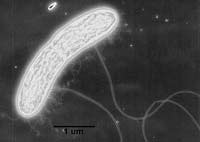Микробы рода Geobacter обеспечат энергией космические станции