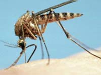 Комары: чем больше укусов, тем лучше?