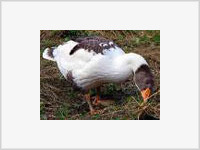 В Липецкой области погибло около 150 диких гусей