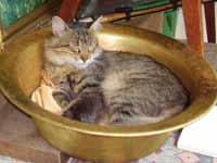 Летом на улице лучше поголодать