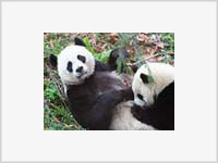 Таиландских панд заставили смотреть китайское порно