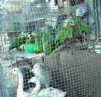 28 попугаев в интимном месте удивили таможню