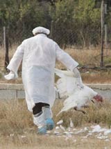Новая вспышка птичьего гриппа во Вьетнаме