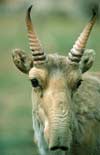 В Калмыкии пытаются спасти антилоп-сайгаков