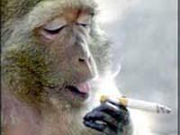 Чтобы бросить курить, надо обкуриться?