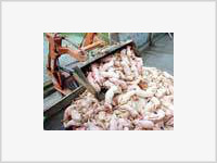 В Болгарии свиньи заболели чумой