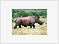 Носорог признался в любви по-английски