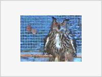 Москвич поплатился жизнью за попытку украсть сову