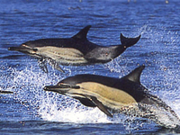 В США проходит операция по спасению дельфинов