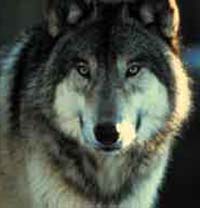 В России волки станут стражами порядка