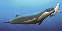 Ученые обнаружили кита-убийцу