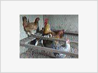 В Подмосковье обнаружен восьмой очаг птичьего гриппа