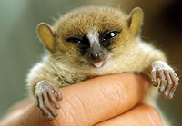 В лесах Мадагаскара обнаружен лемур-карлик