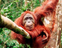 Затерянный мир рождает клейких монстров