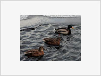 У диких пернатых в Калмыкии нашли птичий грипп