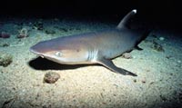 В одной из рек Австрии обнаружена акула