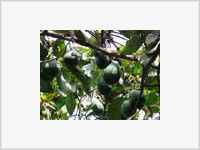 На земле наркобаронов будут расти персики и авокадо