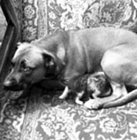 Устрашающая бойцовская собака выкормила двух осиротевших котят