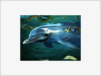 Дельфин едва не убил женщину, прыгнув к ней в лодку