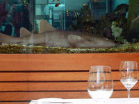 Владельца ресторана оштрафовали за любовь к акуле