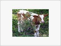 В США родился шестиногий «корово-бык»