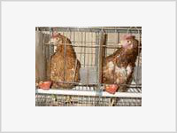 Житель Раменского слег в больницу из-за птичьего гриппа?