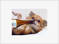 В Нидерландах изобрели и продают пиво для собак