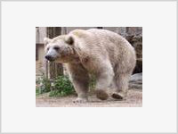 Камчатка: голодные медведи выходят к людям