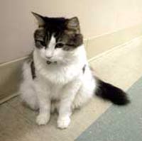 Кот предсказал 25 смертей