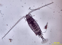 Копеподы предпочитают большие, шарообразные колонии