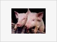 В Китае свиньи умирают от неизвестной болезни