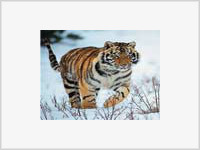 В Приморье угнали «воронок для тигров»