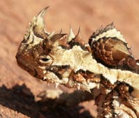 Злое божество таскает на себе водопровод
