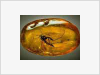 Калининград будет янтарной столицей Европы