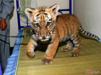 Приморская тигрица Констанция не привыкла к Пензе