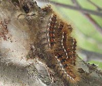 Гусеницы бабочки златогузки Euproctis chrysorrhoea