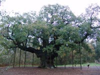 Главный дуб Шервудского леса