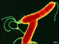 Доисторические люди были заражены бактерией, которая