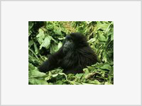 Тайваньский орангутанг учинил погром в кафе