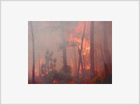 В Читинской области зафиксировано 10 лесных пожаров