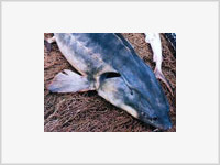 Запасы осетровых рыб на Каспии уменьшились на 90%!