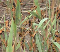 Секрет пожирателей хранился в древних архивах