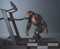 Секрет эволюции вытрясли из обезьян на тренажере