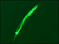 Трансгенный червь поможет фармакологам
