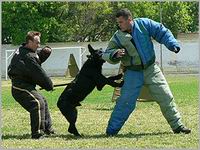 Как не стать жертвой собственной собаки