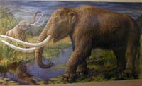 Мамонты утерли нос африканским слонам