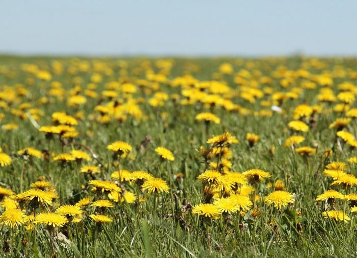 Диана Гурцкая решила потягаться с Колдуном