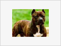 Cтаффоры насмерть загрызли 90-летнюю хозяйку