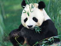 У панд нашли черты, нехарактерные для хищников